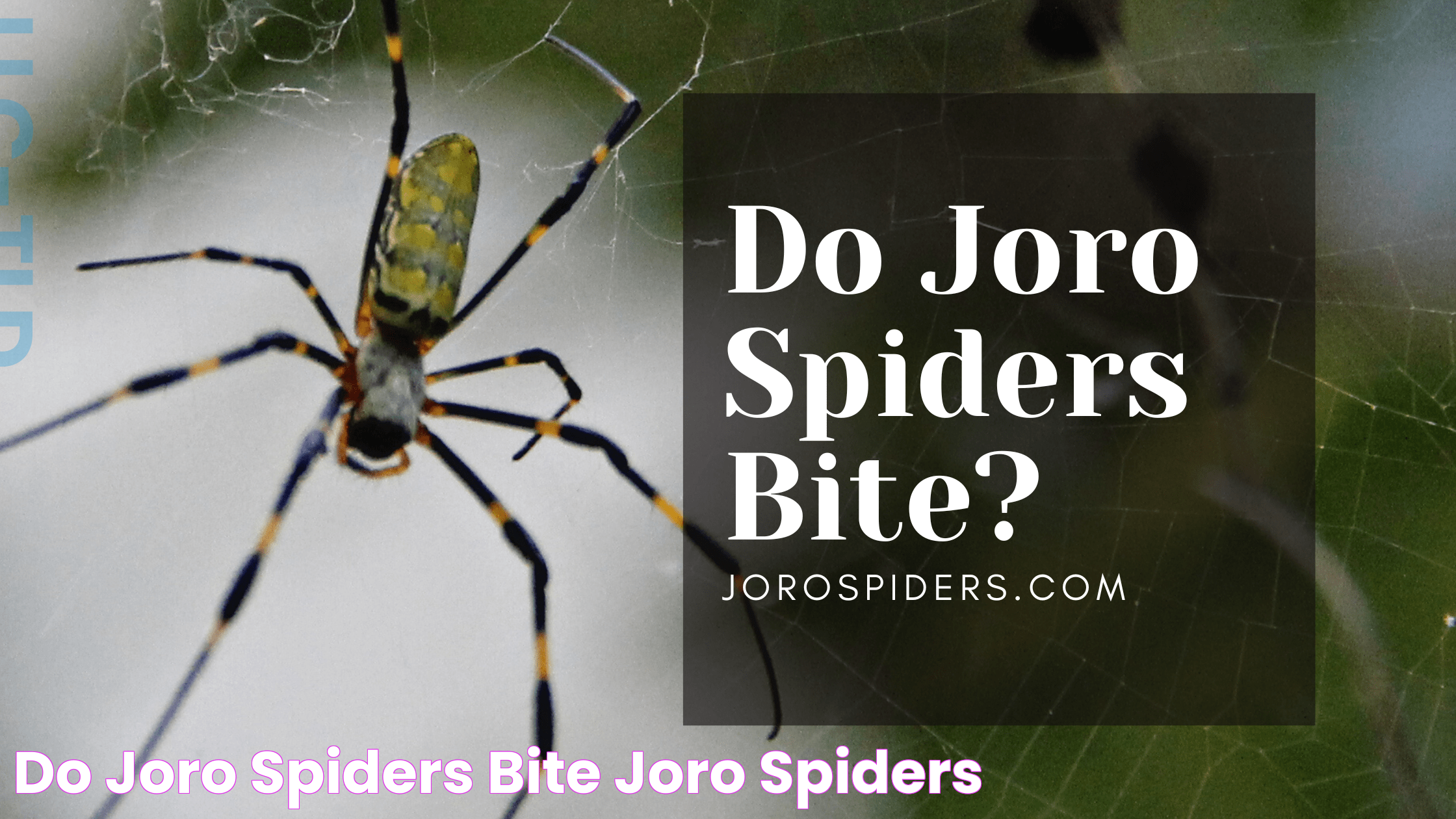 Do Joro Spiders Bite? Joro Spiders