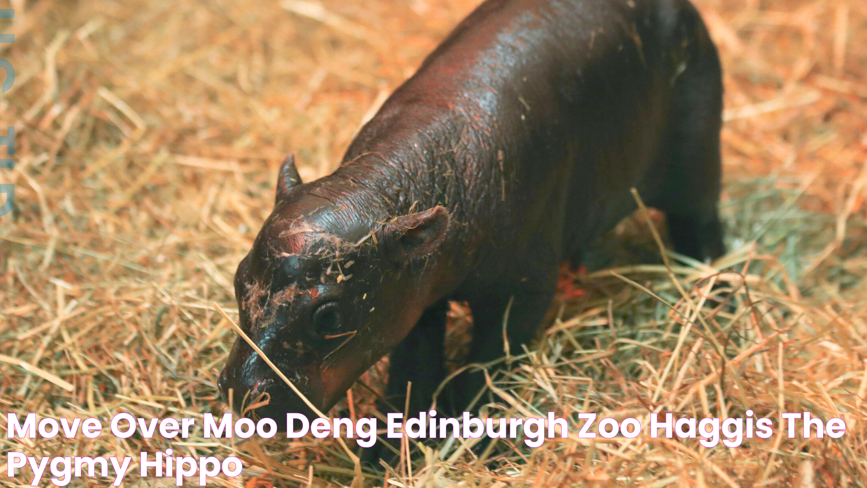 Move Over, Moo Deng Edinburgh Zoo Haggis the Pygmy Hippo