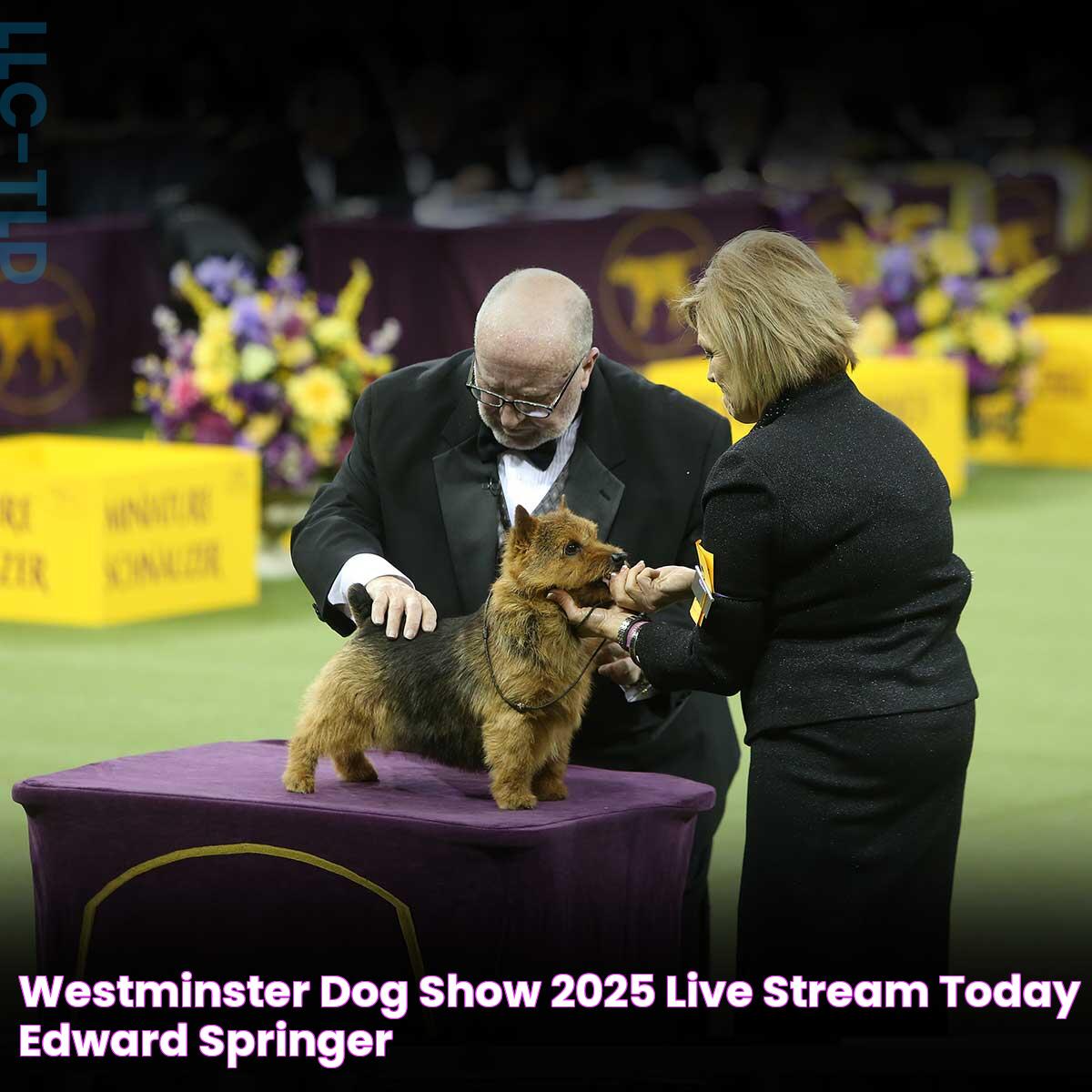 Westminster Dog Show 2025 Live Stream Today Edward Springer