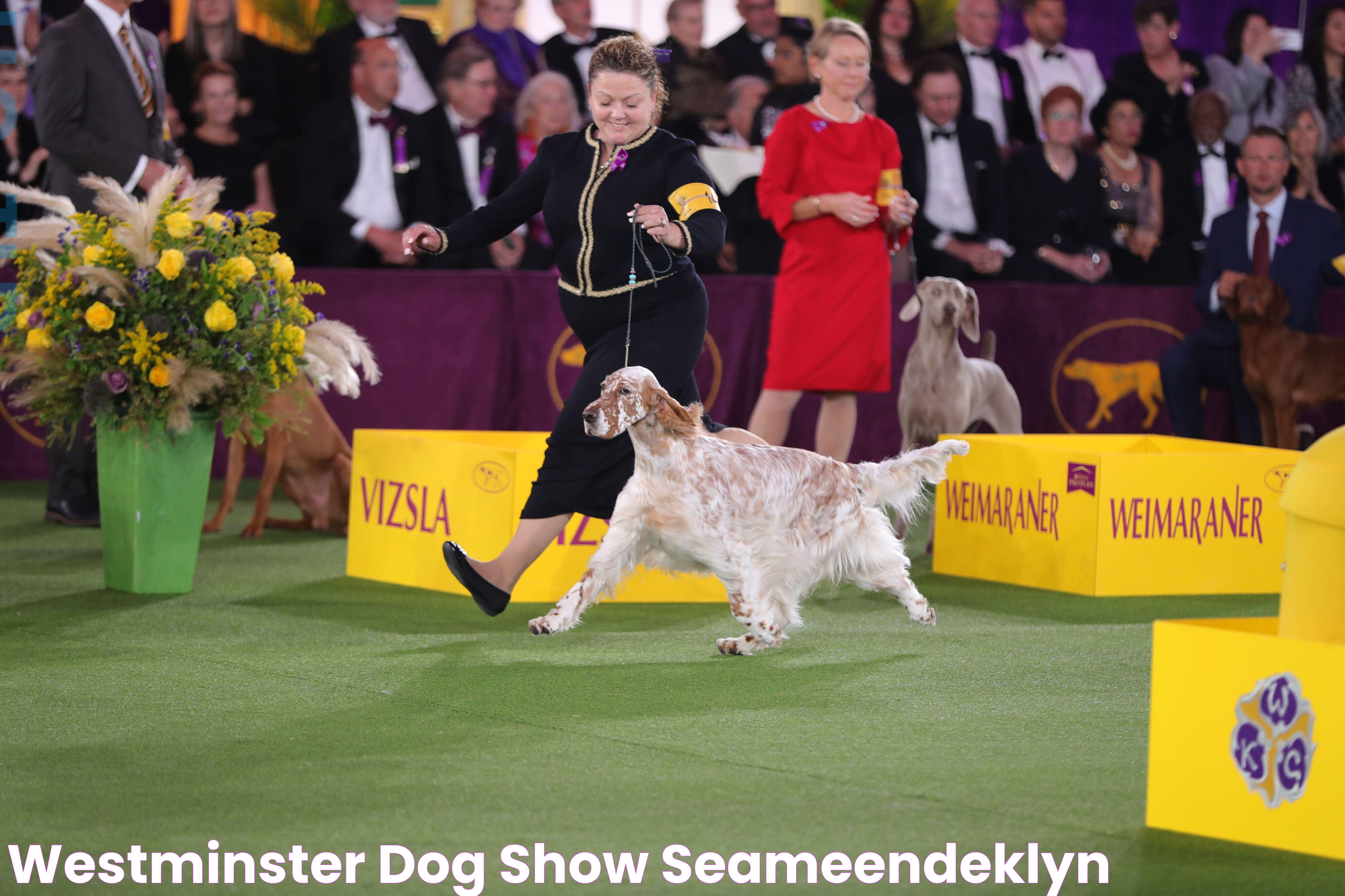 Westminster Dog Show SeameenDeklyn