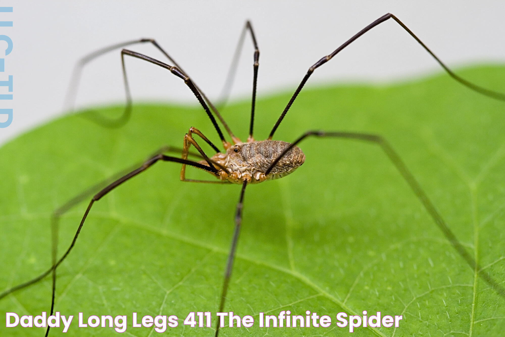 Daddy Long Legs 411 The Infinite Spider