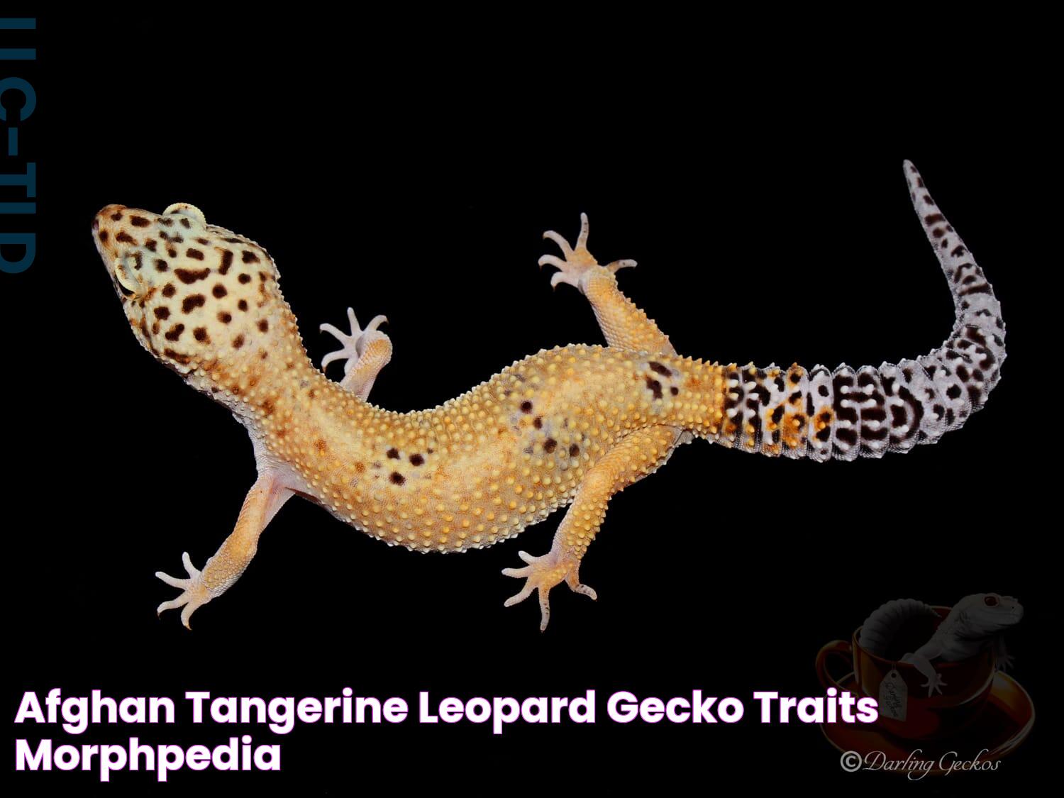 Afghan Tangerine Leopard Gecko Traits Morphpedia