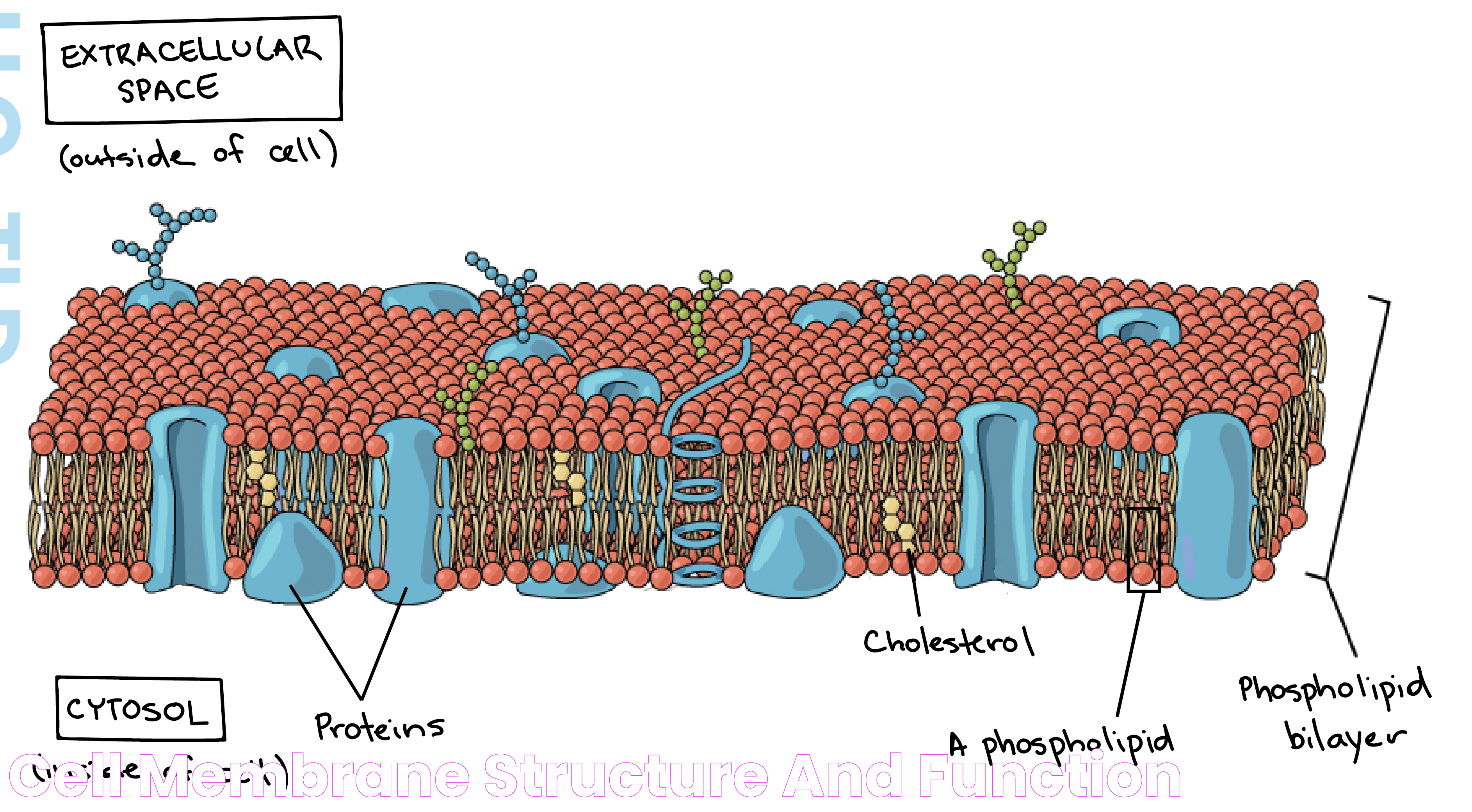 Cell Membrane Structure And Function