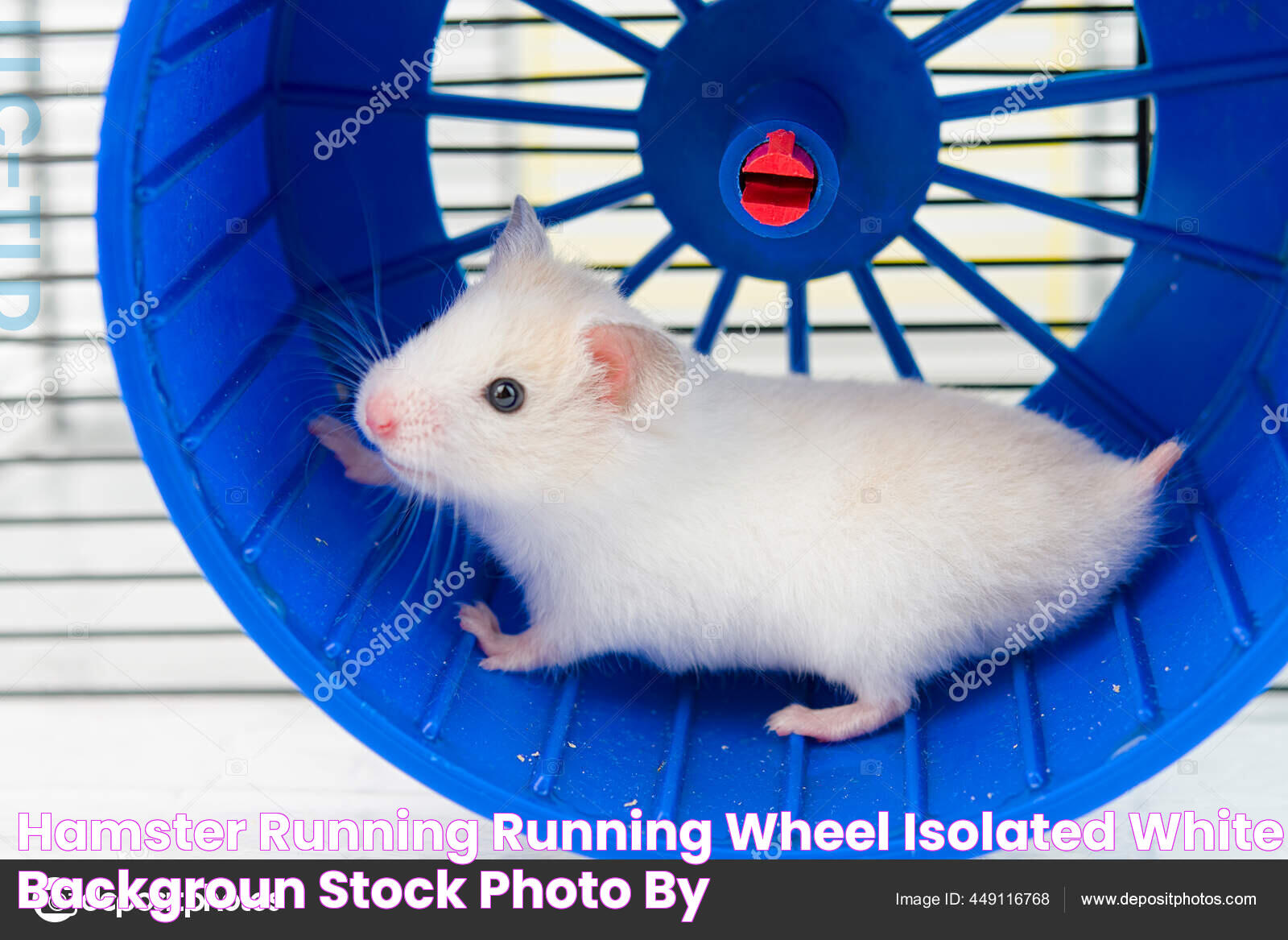 Hamster Running Running Wheel Isolated White Backgroun Stock Photo by