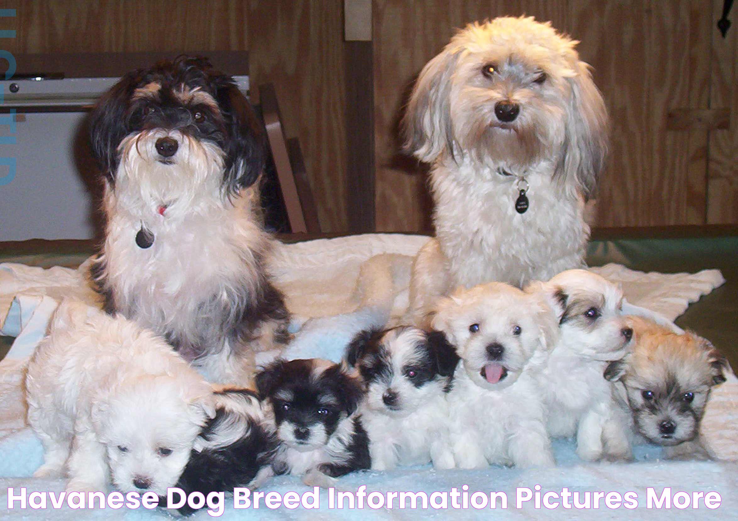 Havanese Dog Breed » Information, Pictures, & More