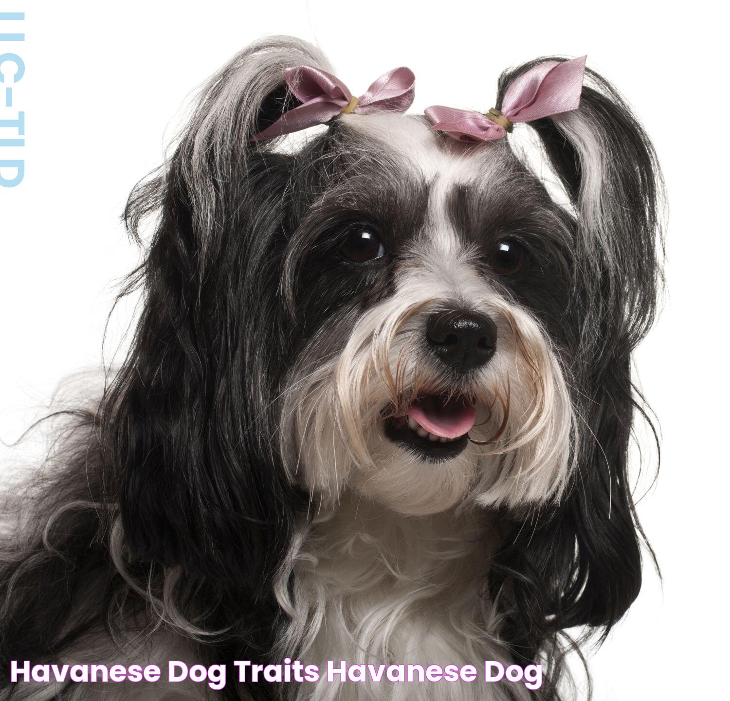 Havanese Dog Traits Havanese Dog