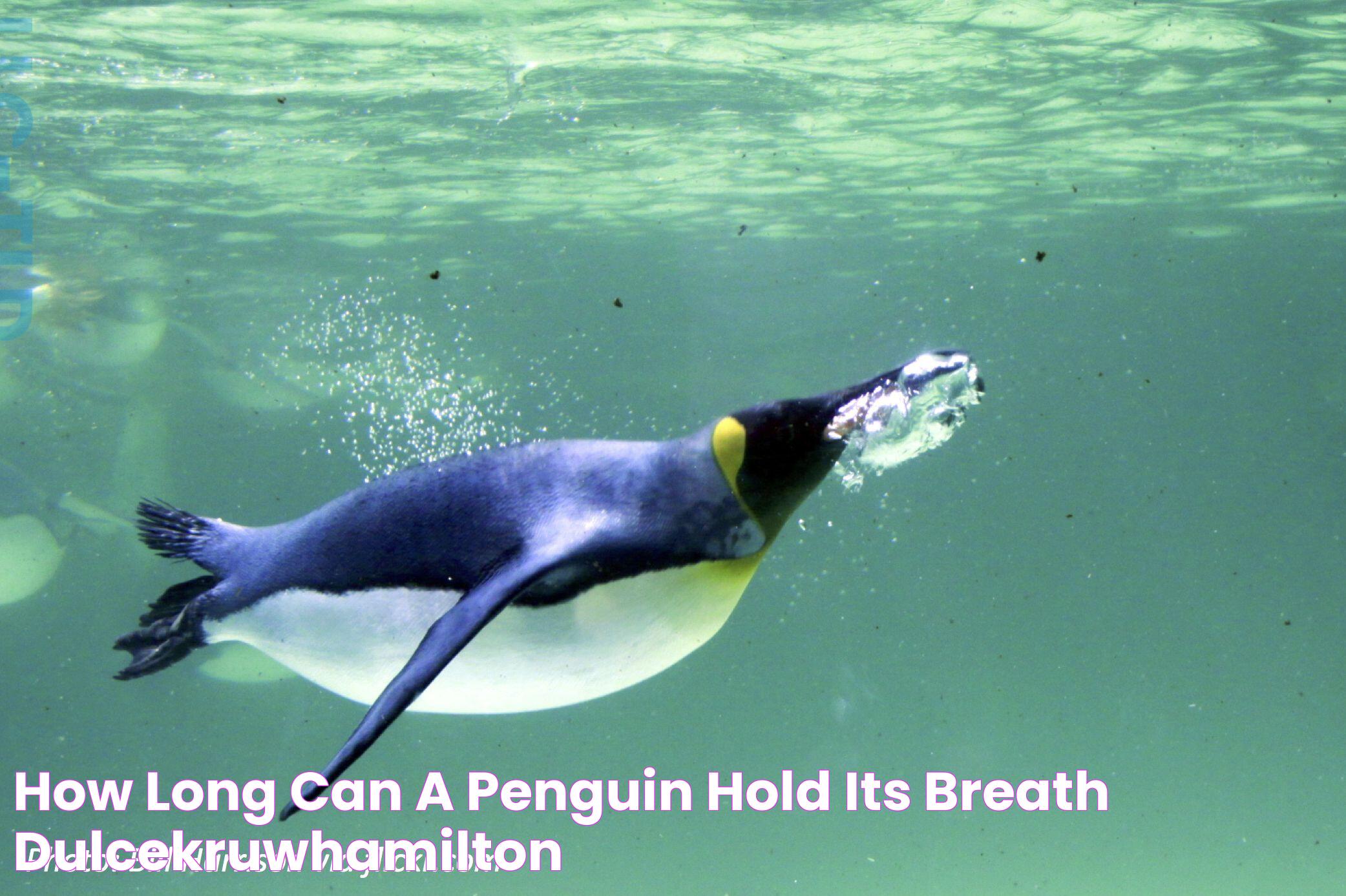 How Long Can a Penguin Hold Its Breath DulcekruwHamilton