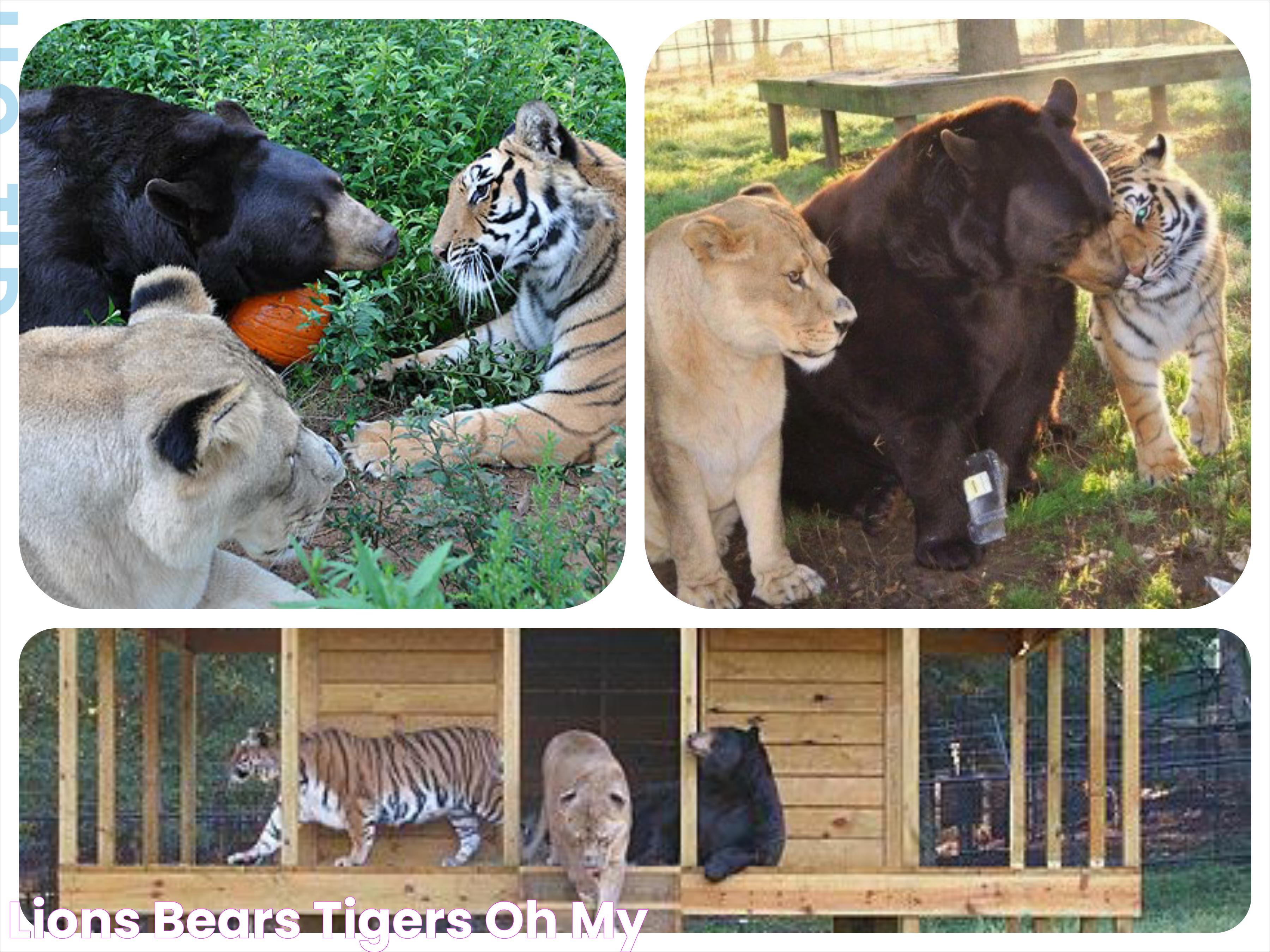 Lions, Bears, & Tigers Oh My!