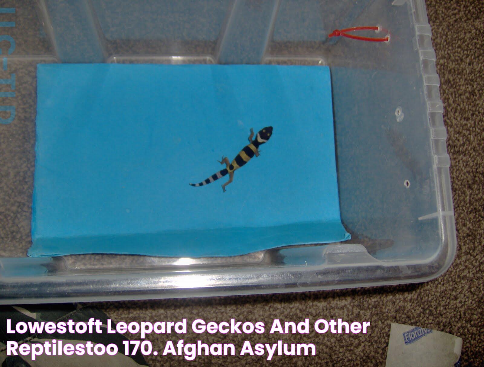 Lowestoft Leopard Geckos and other reptilestoo 170. Afghan Asylum