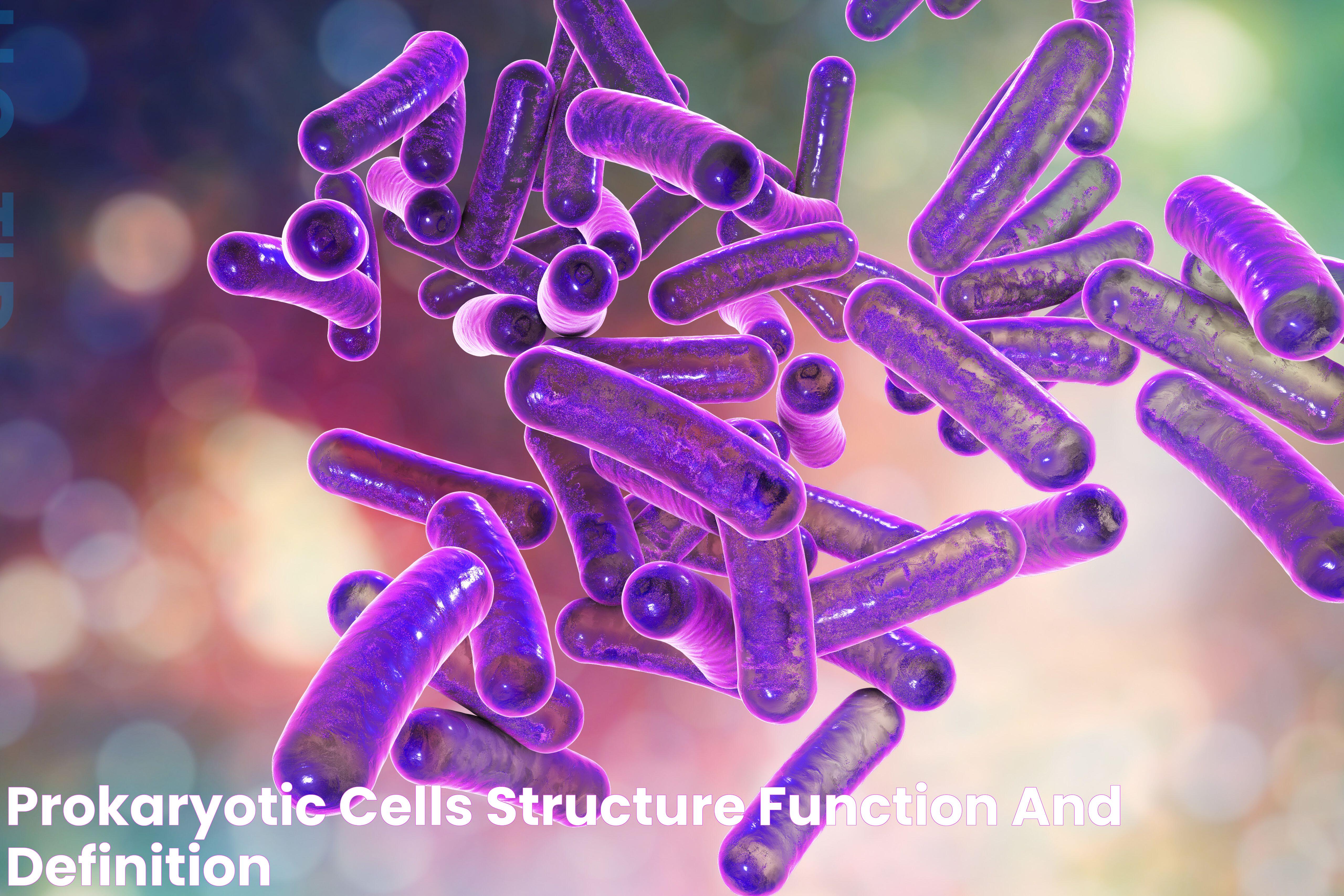 Prokaryotic Cells Structure, Function, and Definition