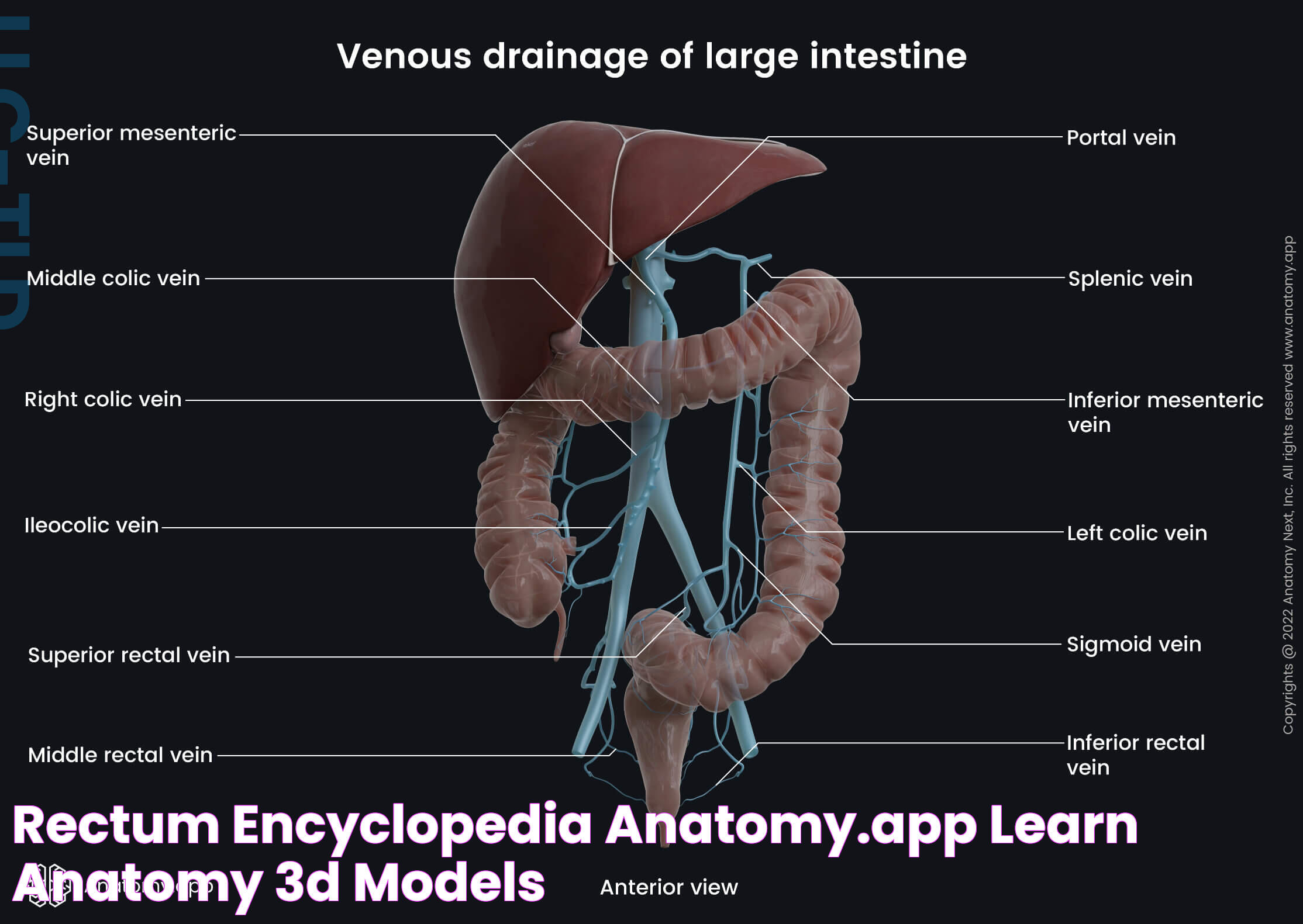 Rectum Encyclopedia Anatomy.app Learn anatomy 3D models