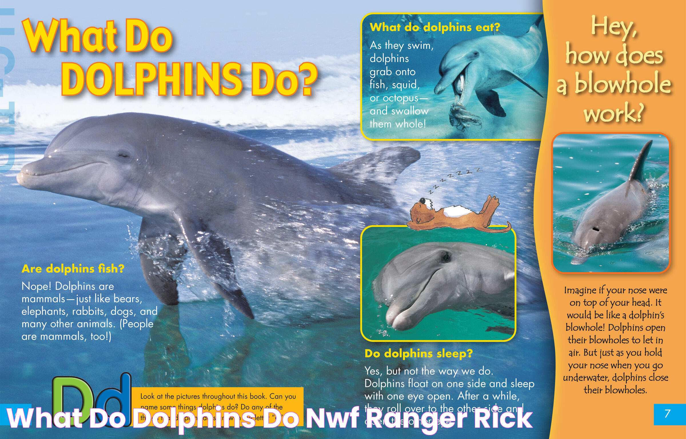 What Do Dolphins DO? NWF Ranger Rick