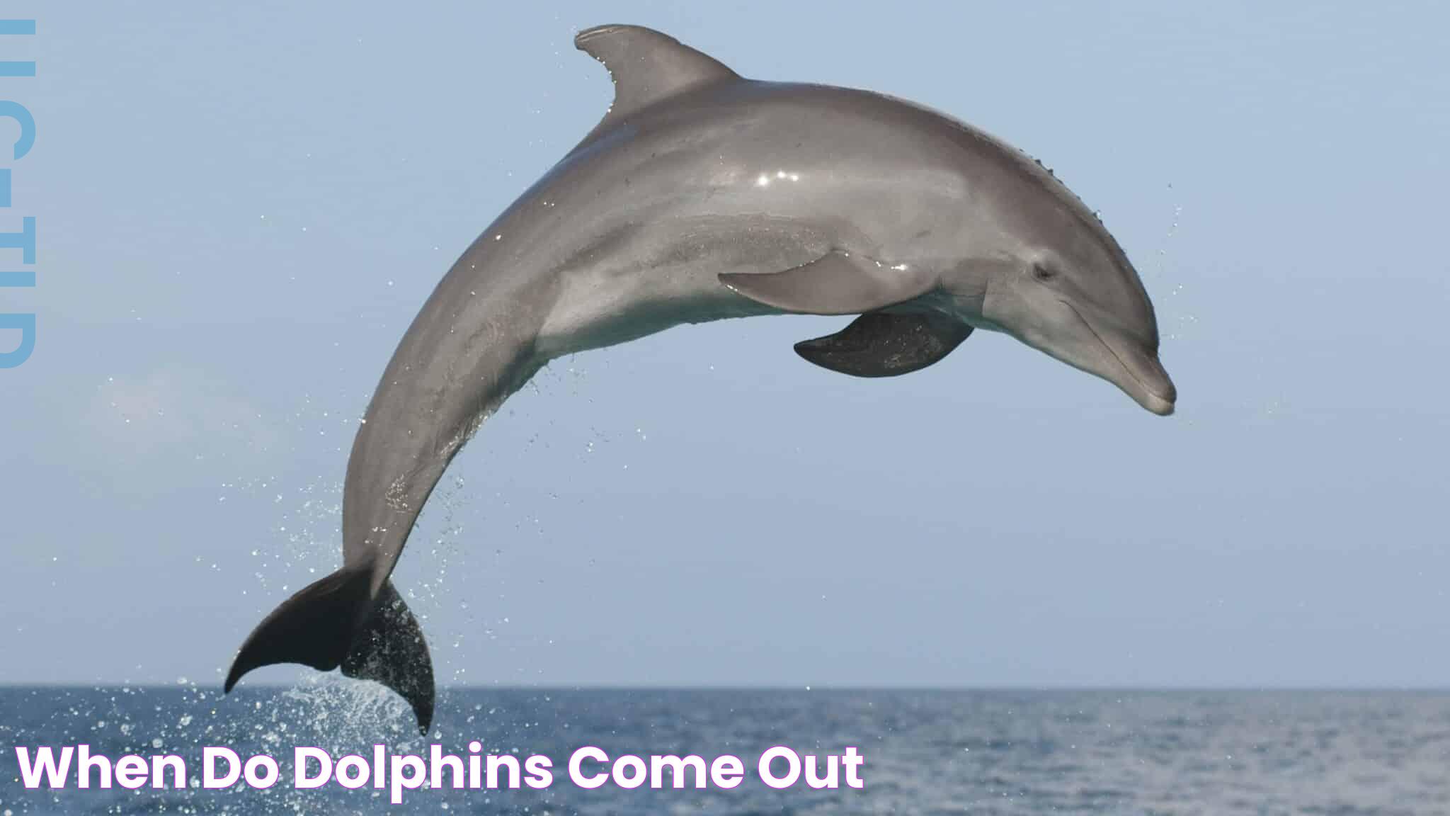 When Do Dolphins Come Out