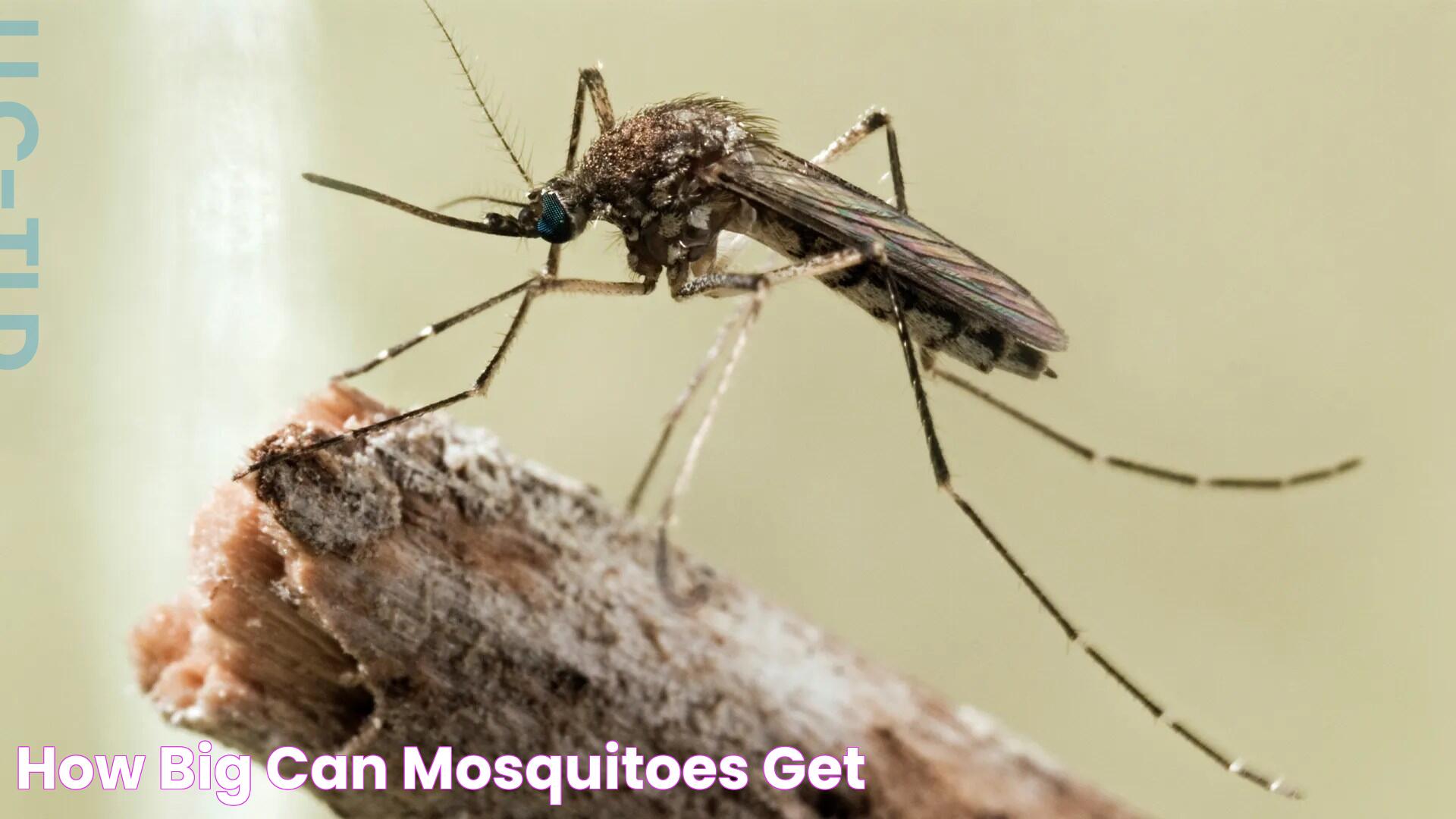 How Big Can Mosquitoes Get?