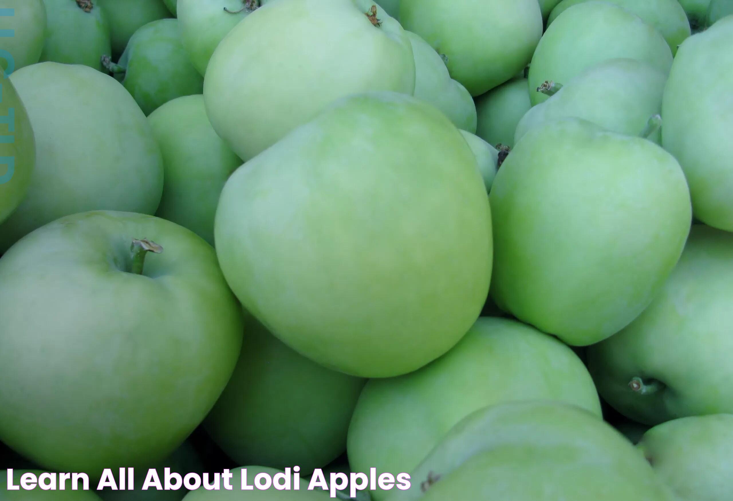 Learn All about Lodi Apples