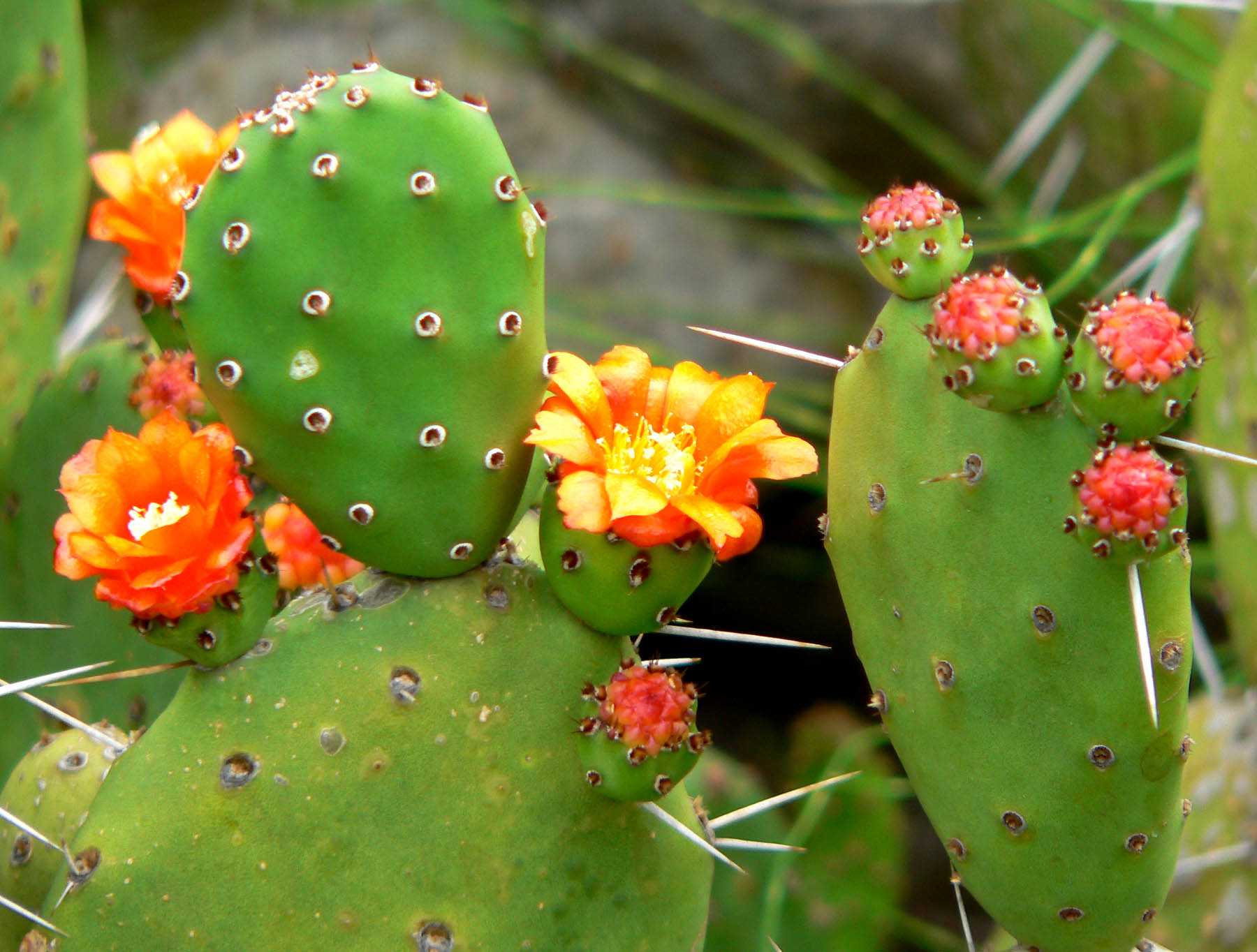 prickly pear Wiktionary