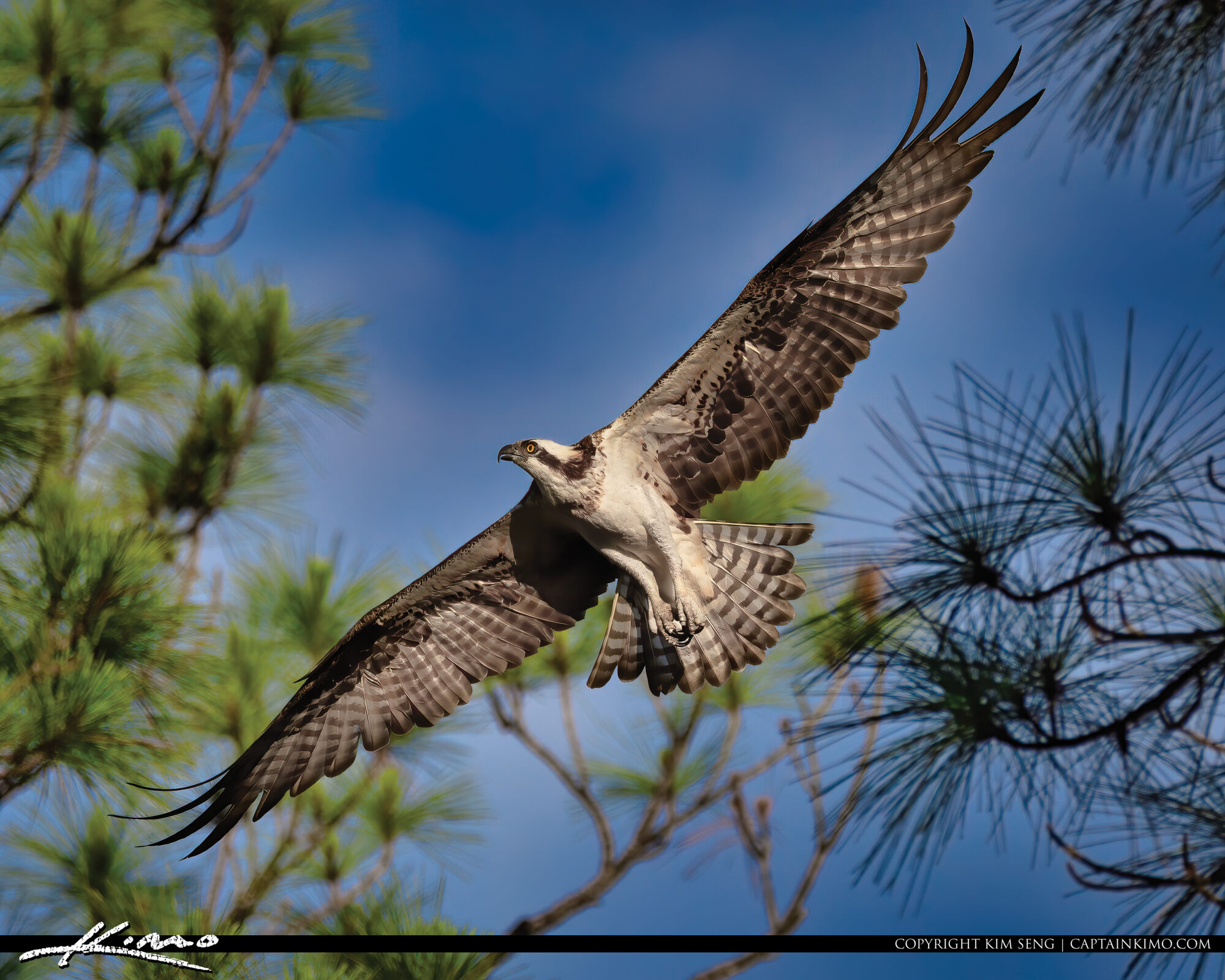 Florida Osprey Bird in Flight Jupiter Florida HDR Photography by