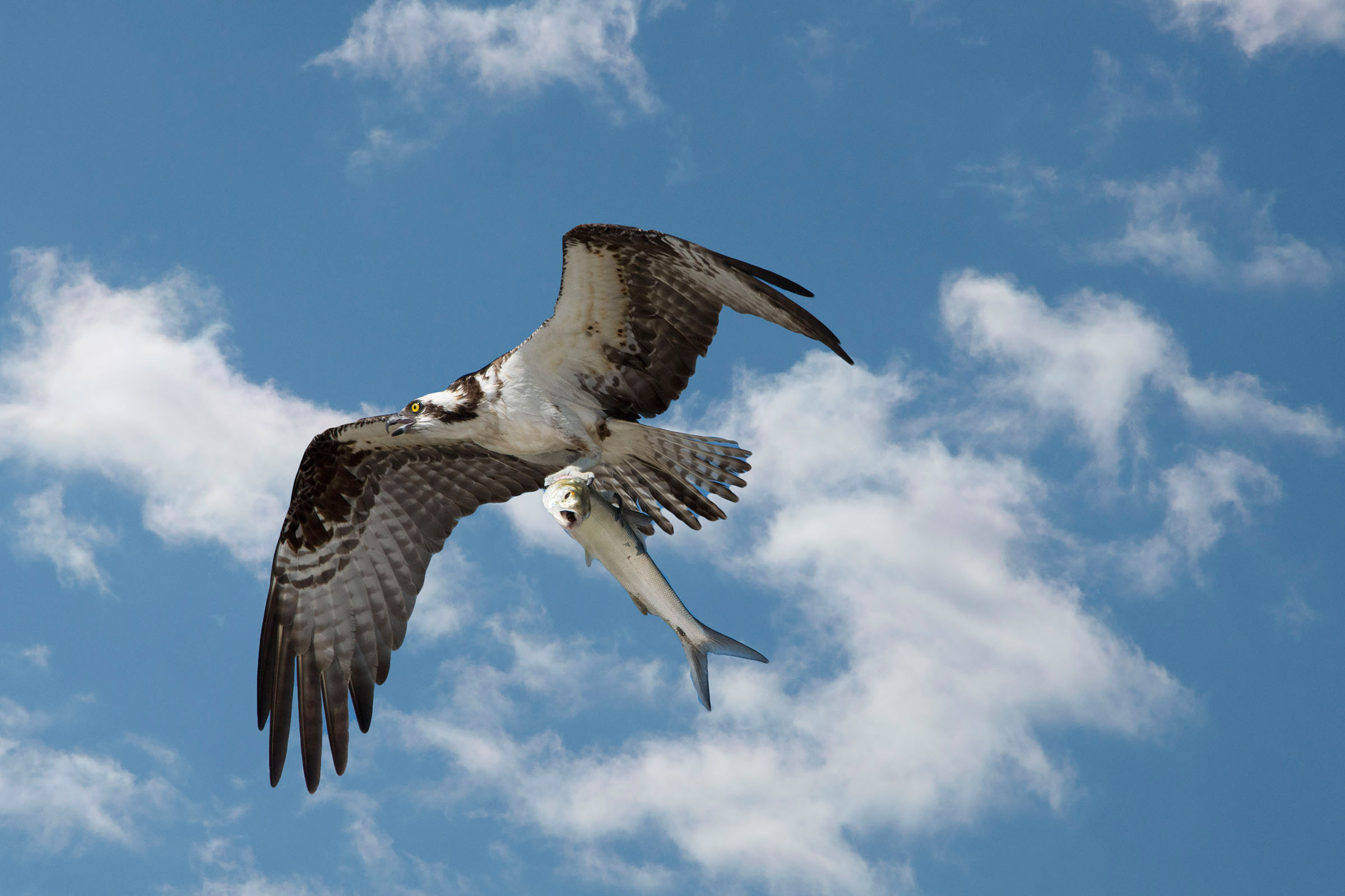 Osprey Audubon Field Guide