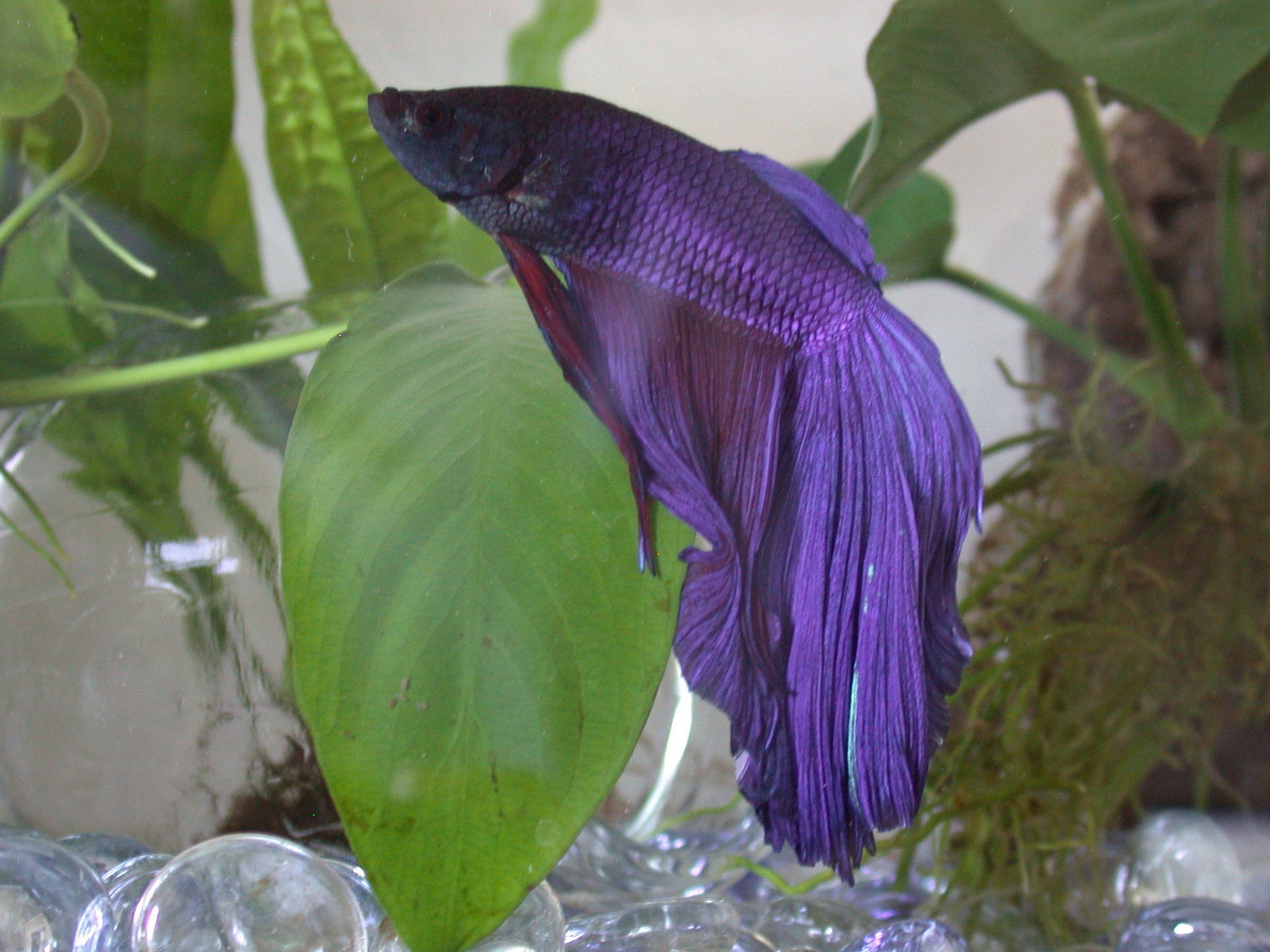 Betta Fish Care Guide