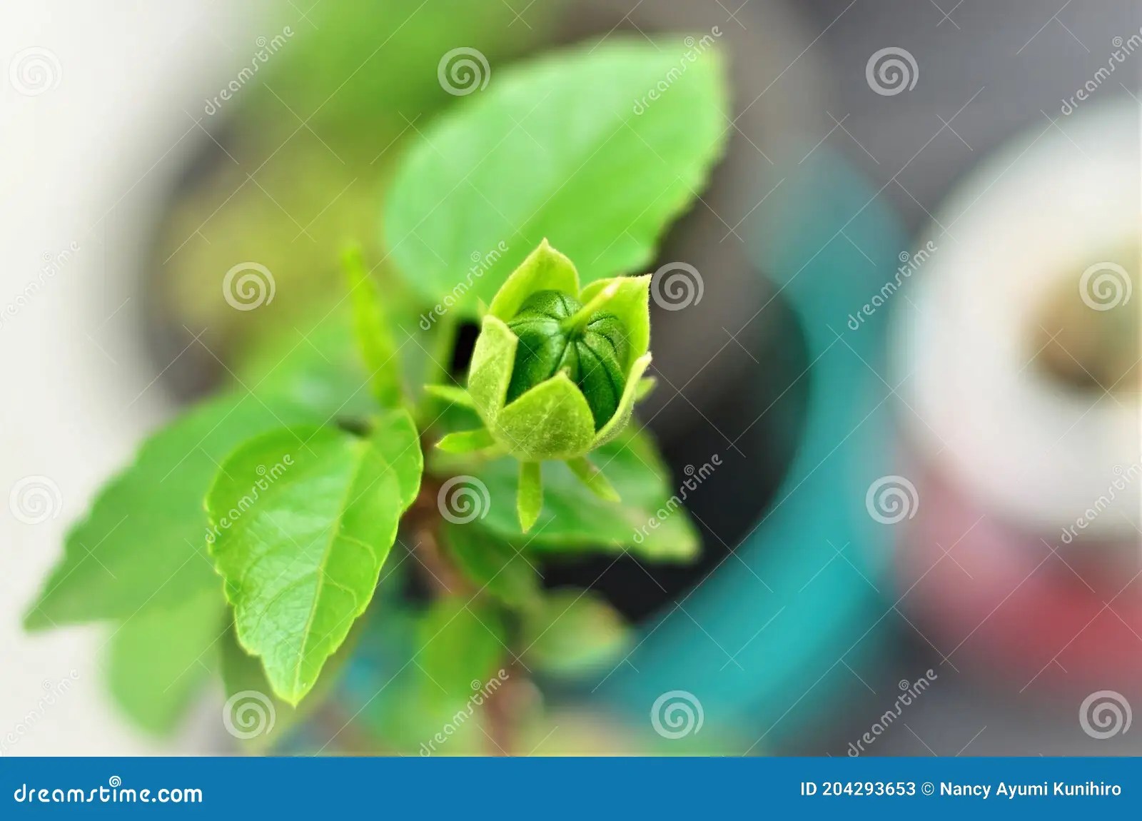 Details of Hibiscus Seed Growing on the Plant Stock Image Image of