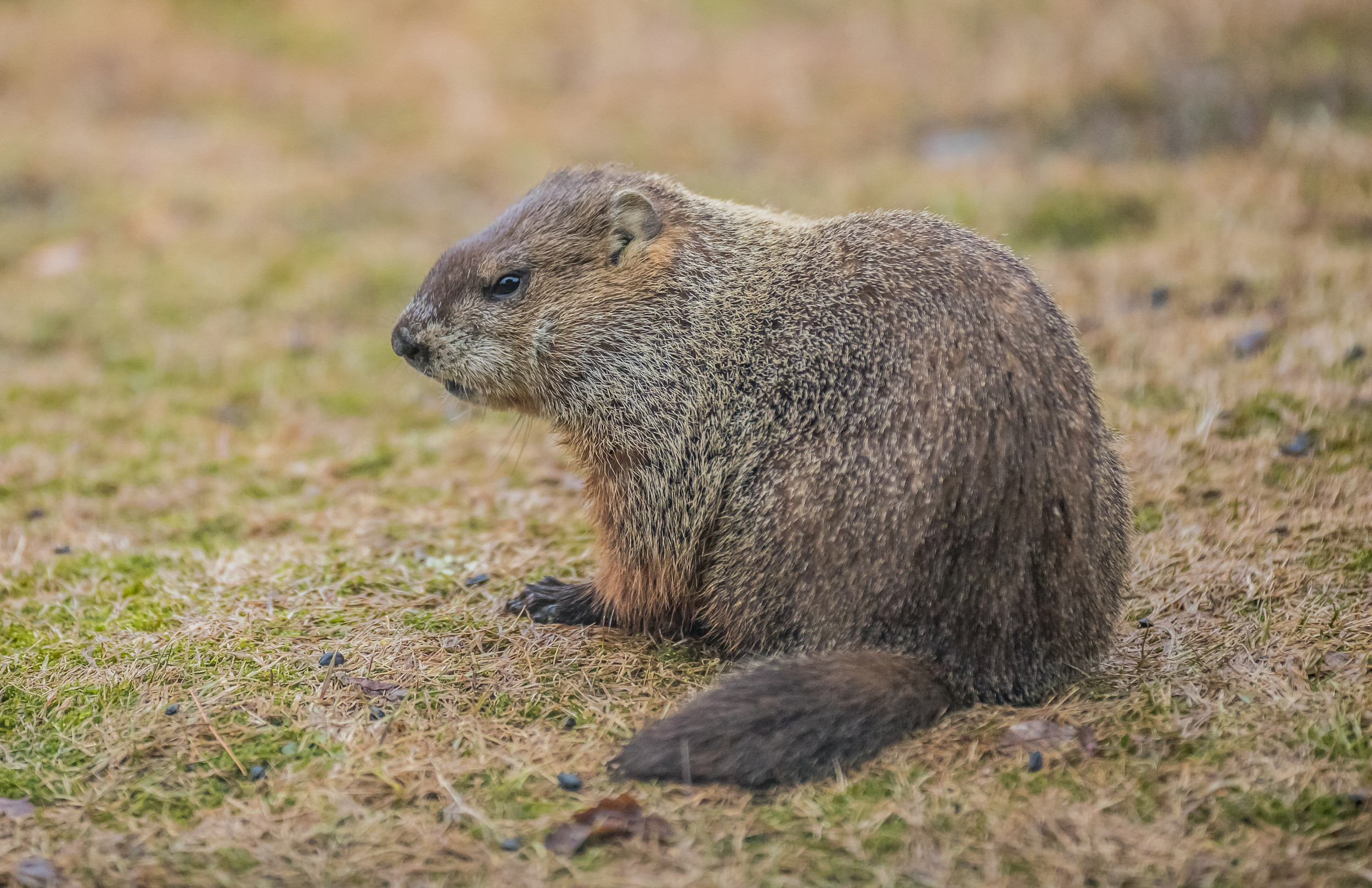 Groundhog Removal in Markham Groundhogs/Gophers AAA Professional