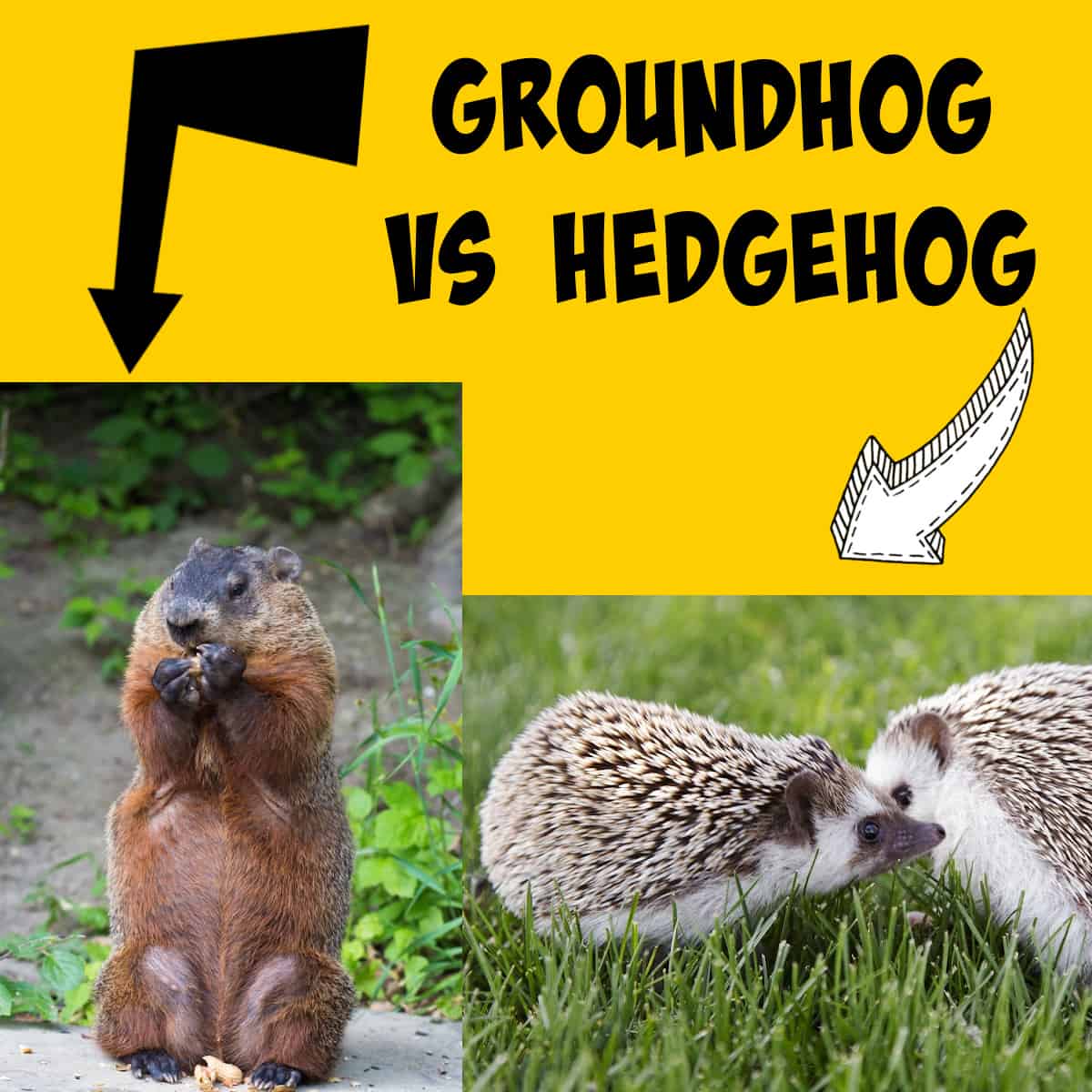 Groundhogs vs Hedgehogs Spot the Differences! Squirrels at the Feeder