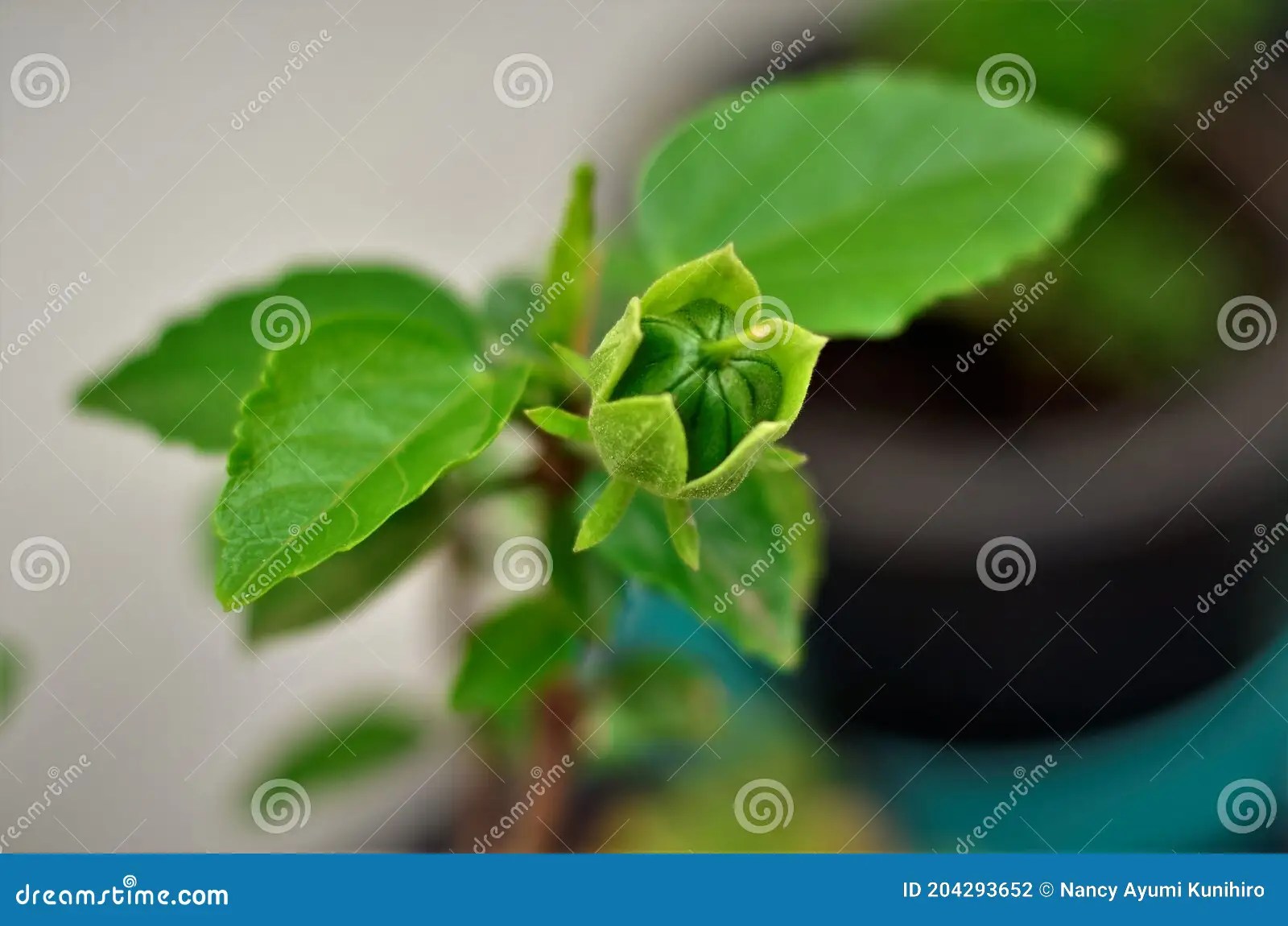 Hibiscus Seed Growing on Plant Stock Photo Image of environment, clay