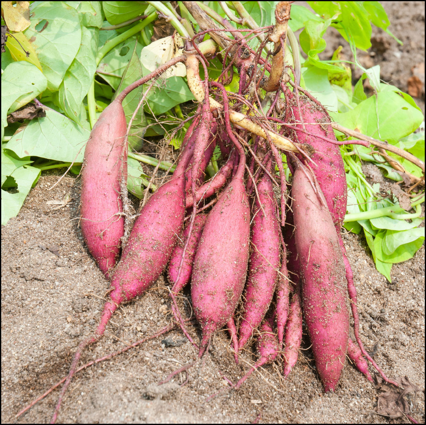 How Do Sweet Potatoes Grow The Garden