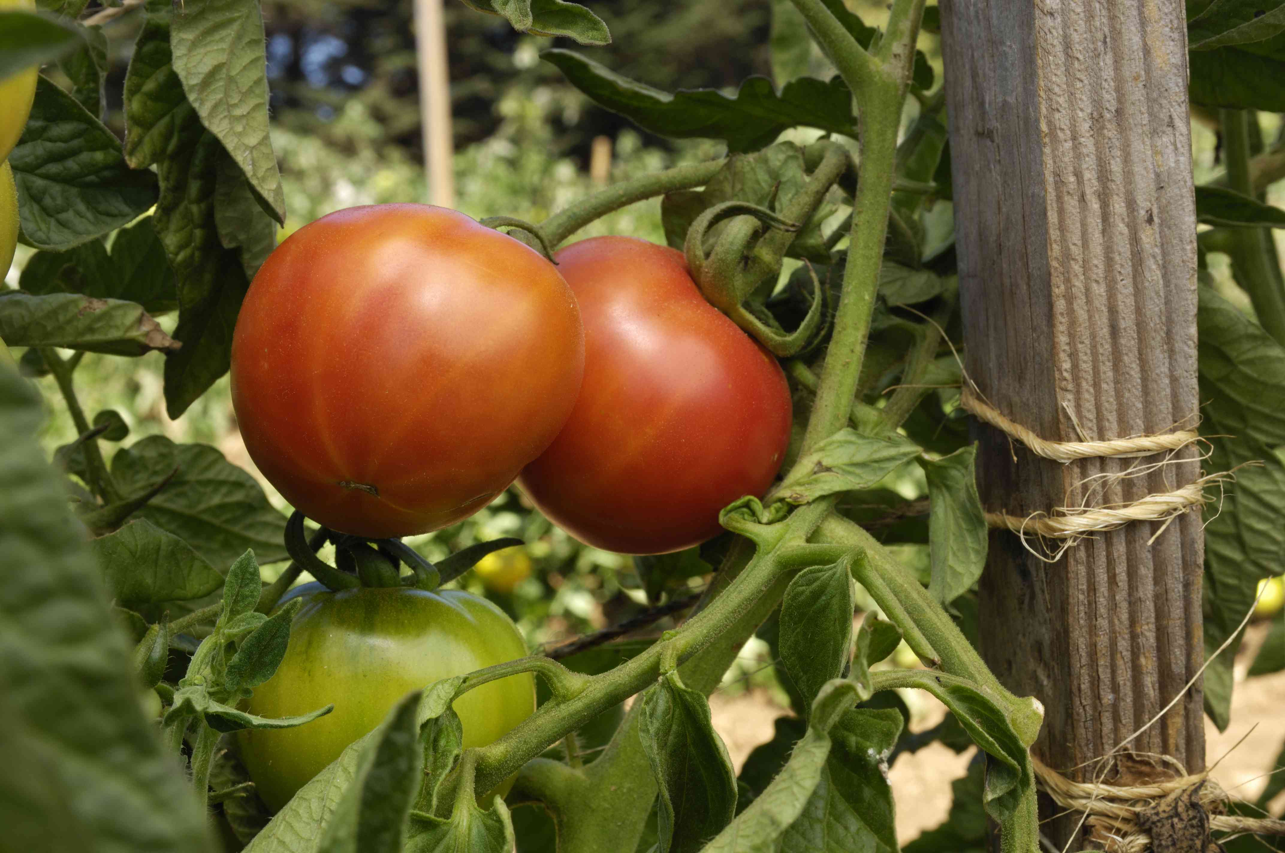 What S The Difference Between Determinate And Indeterminate Tomatoes