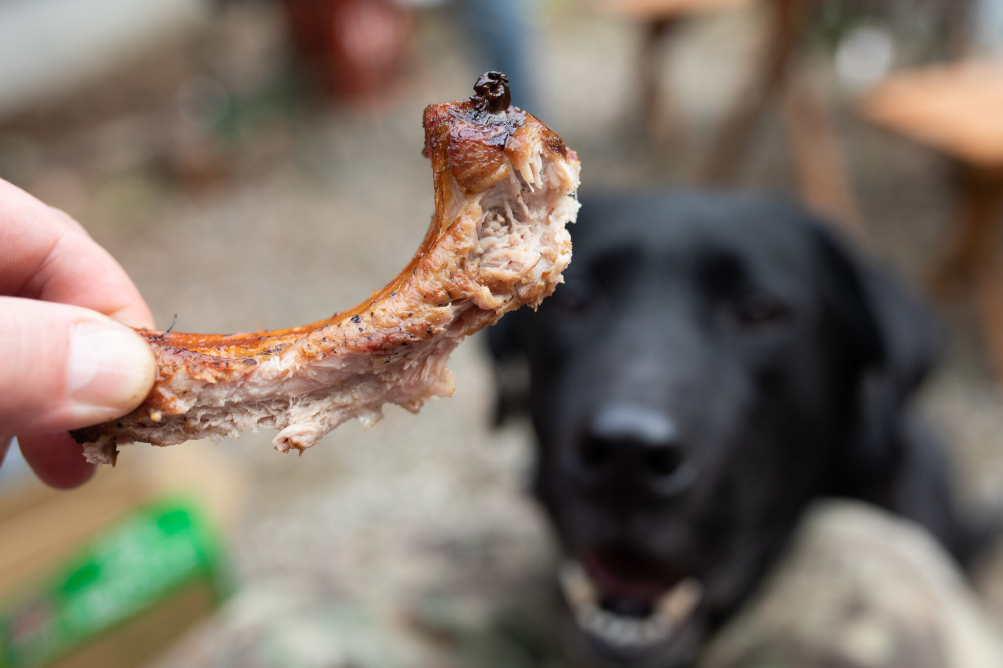 What To Do If Your Dog Ate Chicken Bones Apex Vets