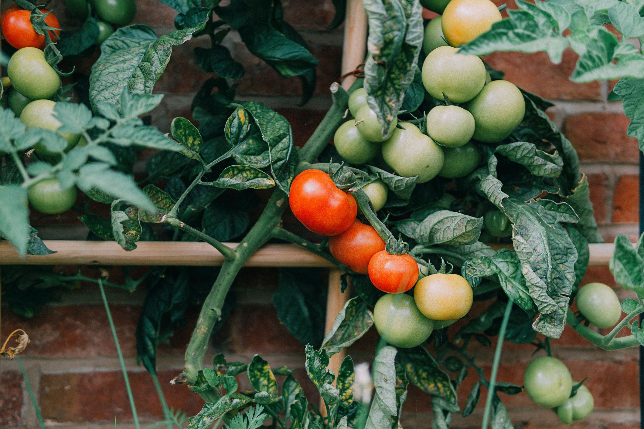 What's the Difference Between "Indeterminate" and "Determinate" Tomatoes?