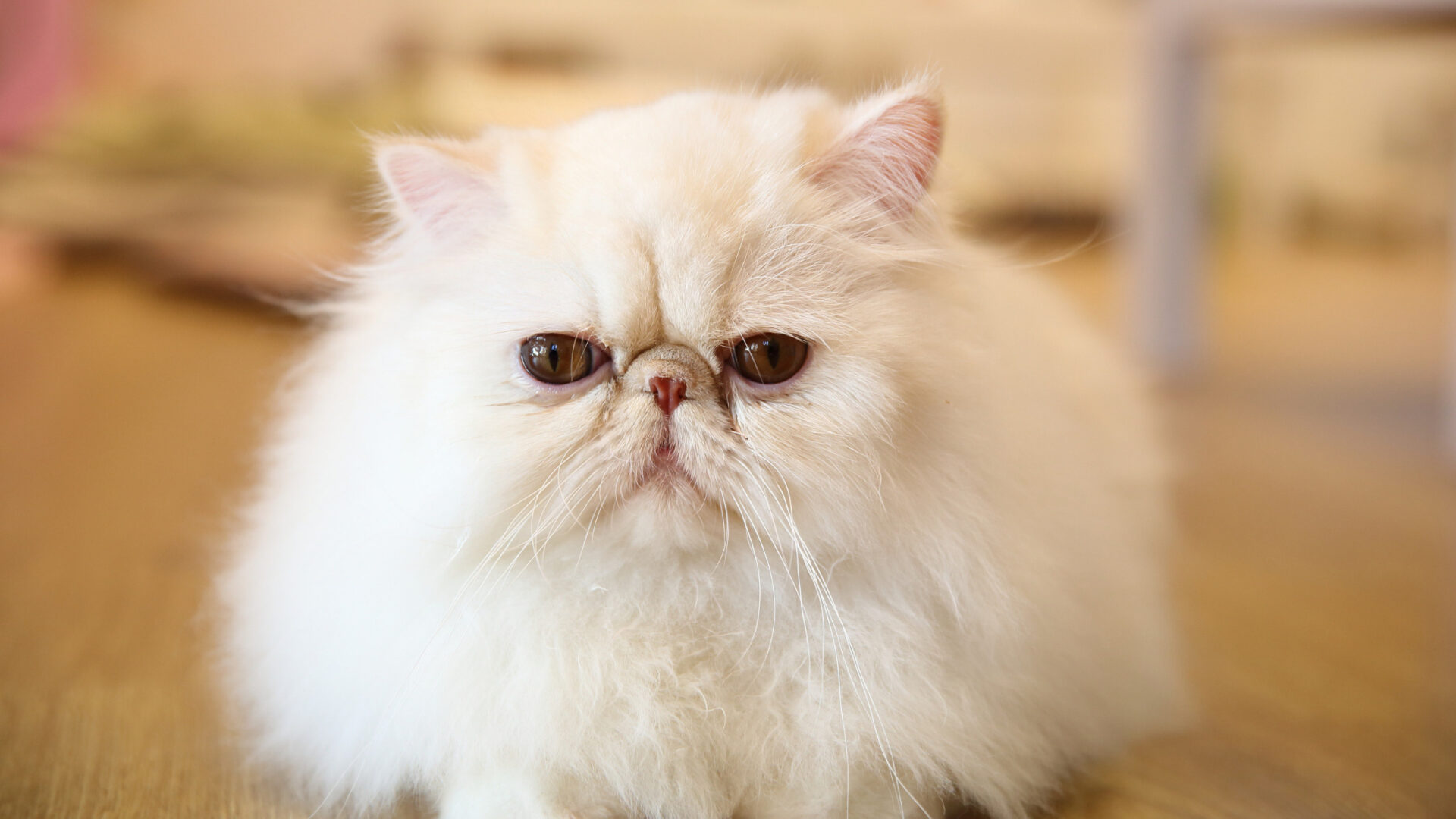 Flat Face Persian Cat History, Personality and Health Issues Cat Queries