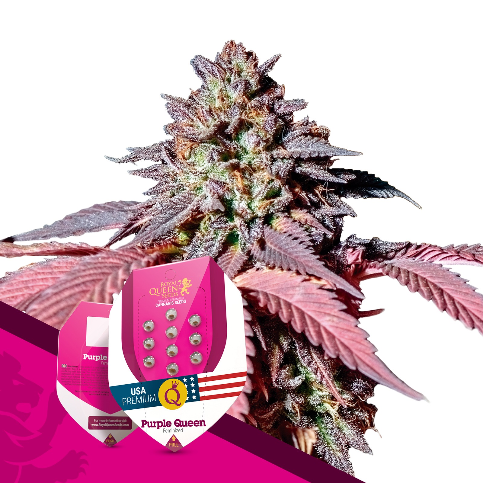 Royal Queen Seeds Purple Queen Leafly