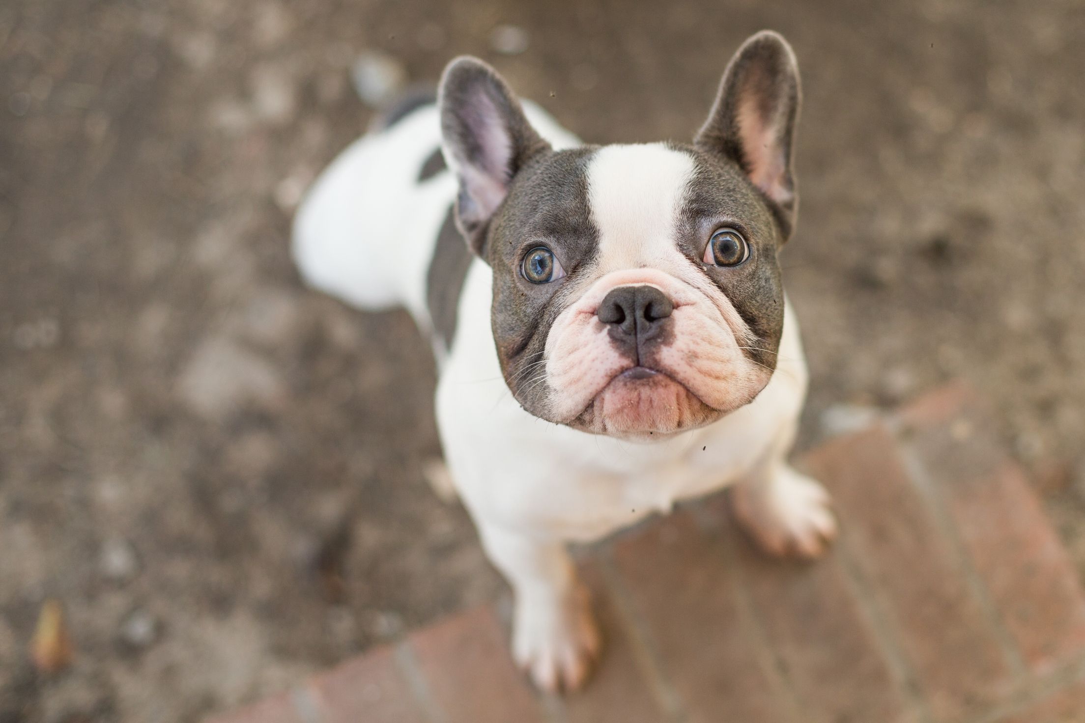 Blue Brindle Pied French Bulldog Photos All