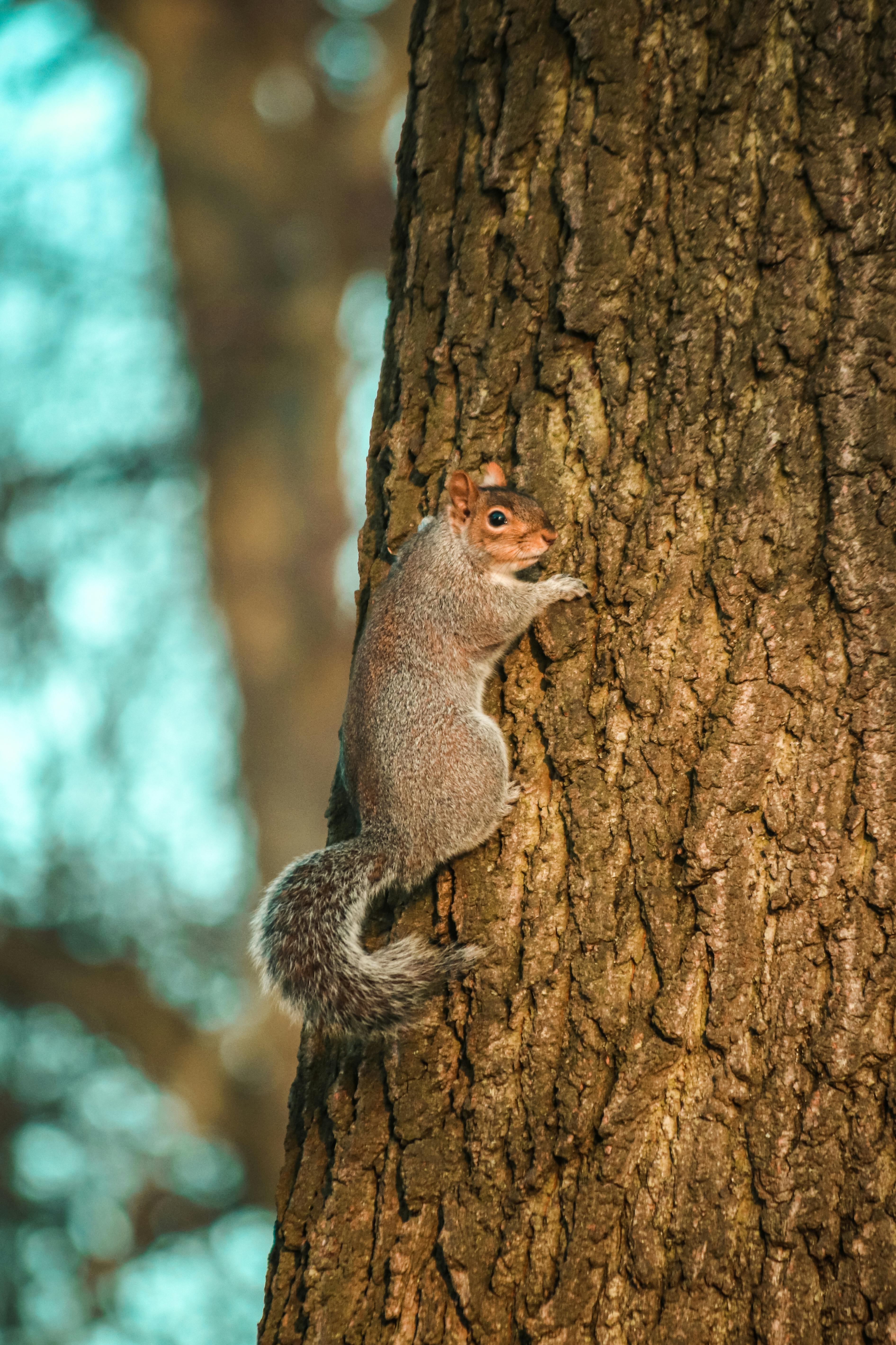 Squirrel on Tree · Free Stock Photo